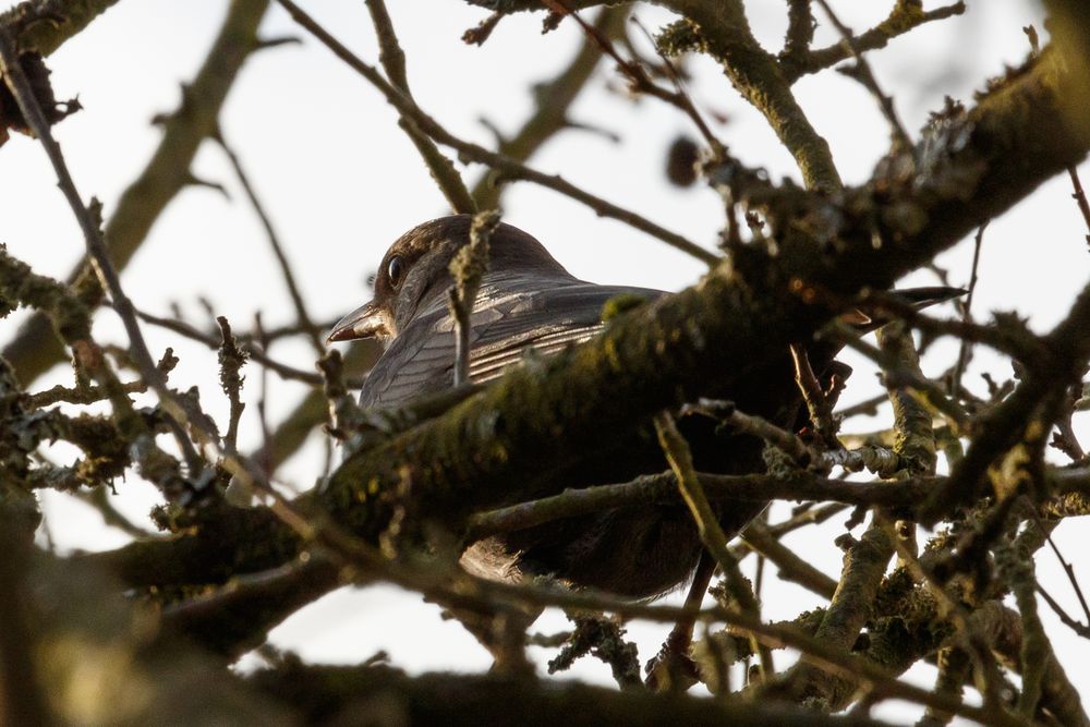 Amsel schüchtern II