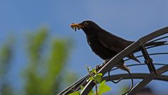 Amsel schwarz mit Futter