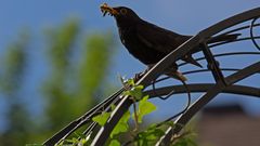 Amsel schwarz mit Futter am Rosenbogen