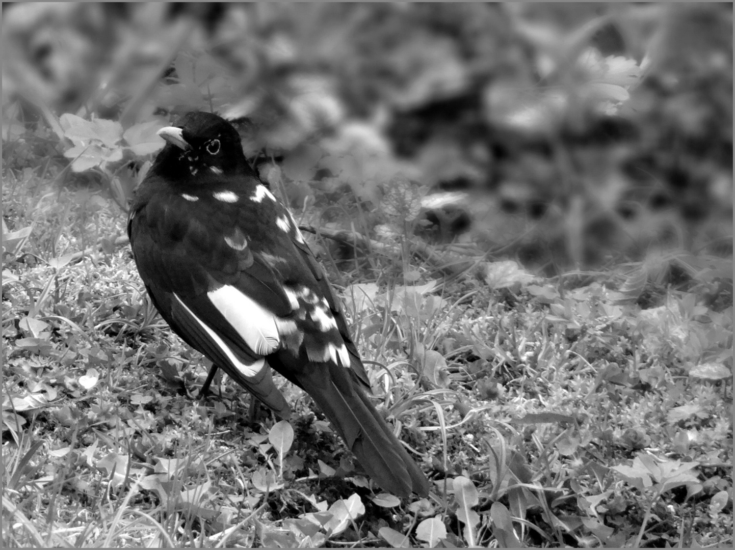 Amsel schwarz-weiss