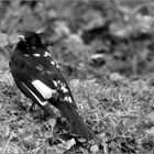 Amsel schwarz-weiss