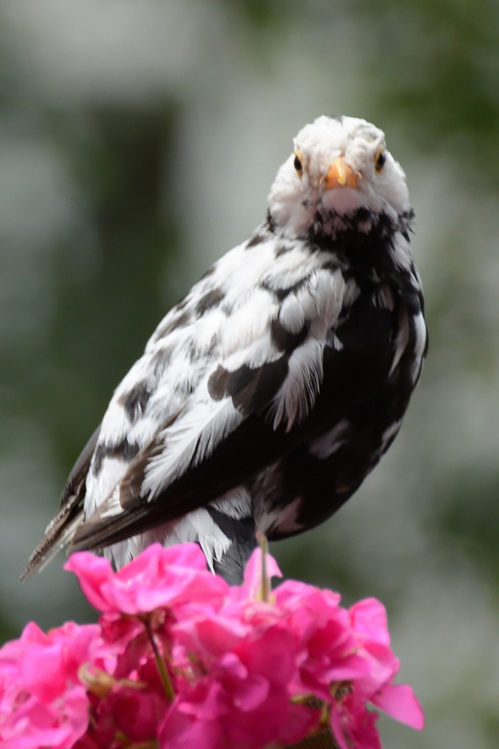 Amsel Schwarz-Weiß