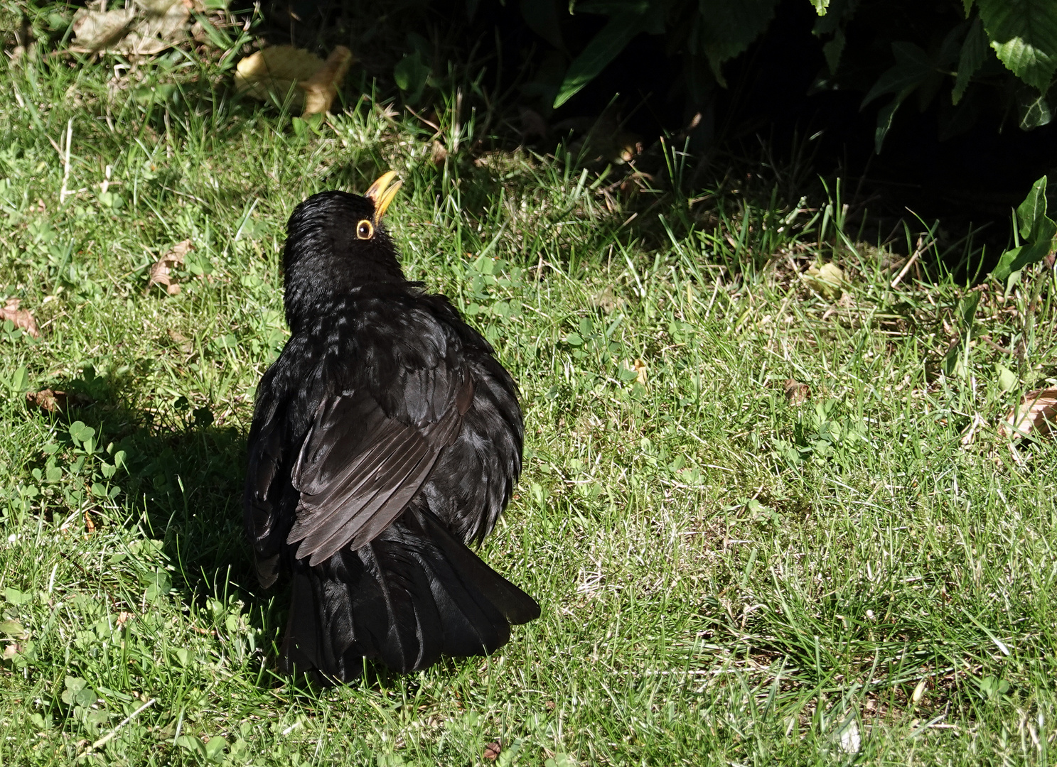 Amsel - Schwarzdrossel