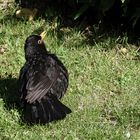 Amsel - Schwarzdrossel