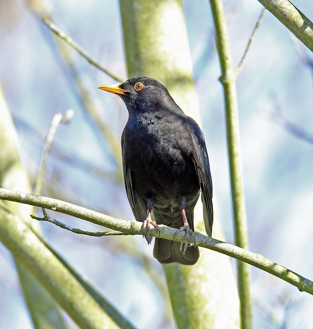 Amsel / Schwarzdrossel -1-