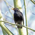 Amsel / Schwarzdrossel -1-