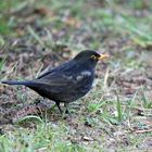 Amsel / Schwarzdrossel -2- 