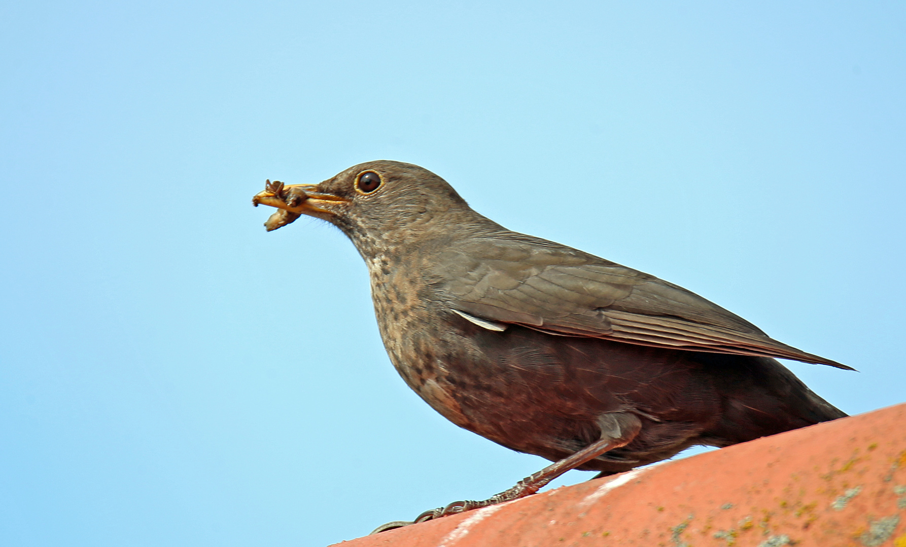 Amsel  / Schwarzdrossel -3-