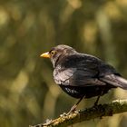 Amsel (Schwarzdrossel)