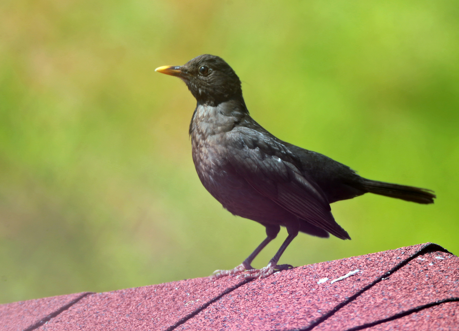 Amsel - Schwarzdrossel