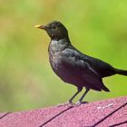 Amsel - Schwarzdrossel