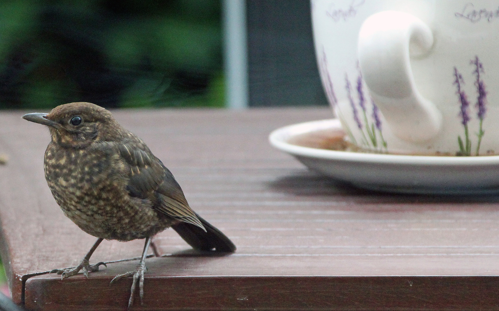 Amsel - Schwarzdrossel