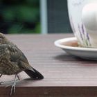 Amsel - Schwarzdrossel