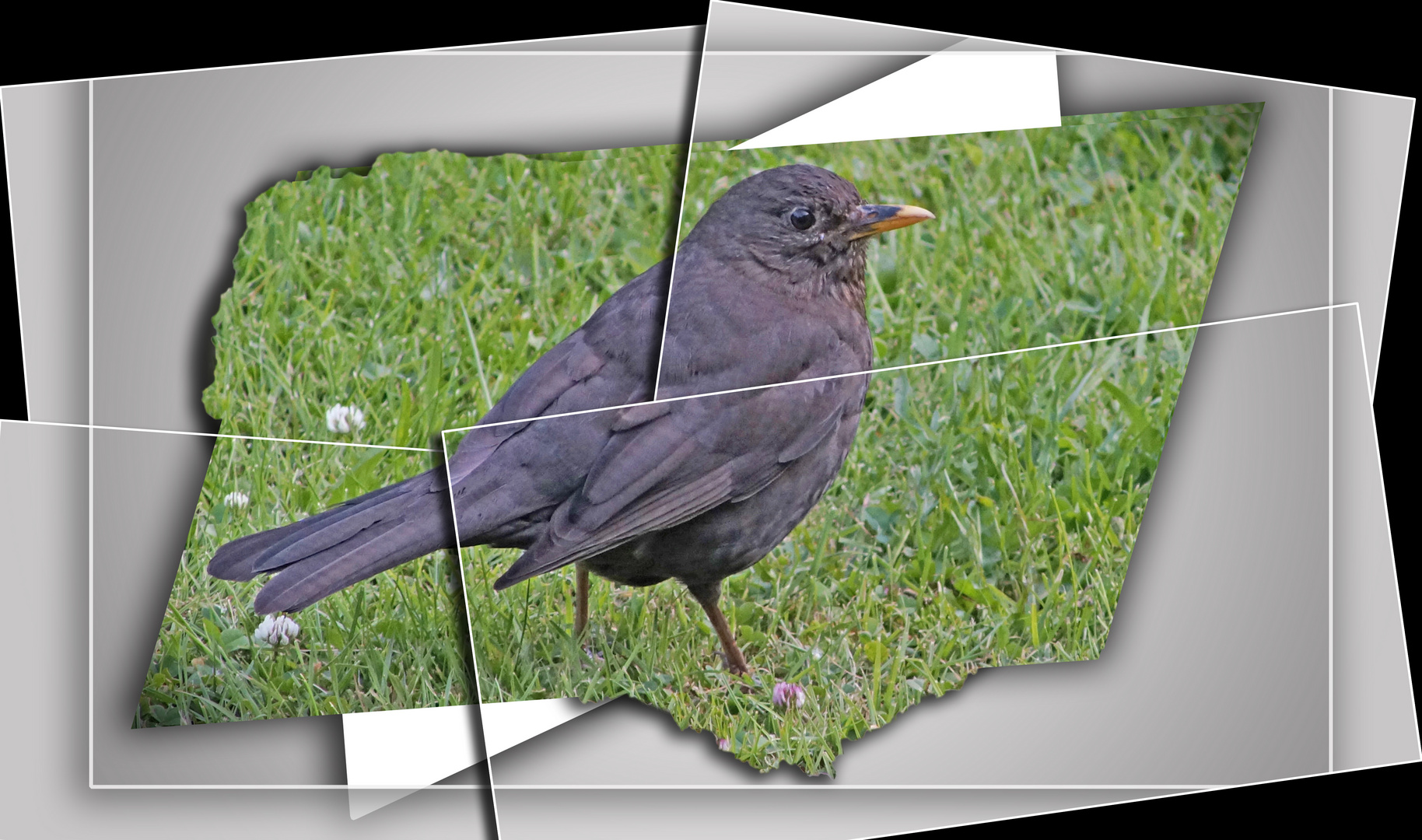 Amsel, Schwarzdrossel