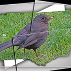 Amsel, Schwarzdrossel