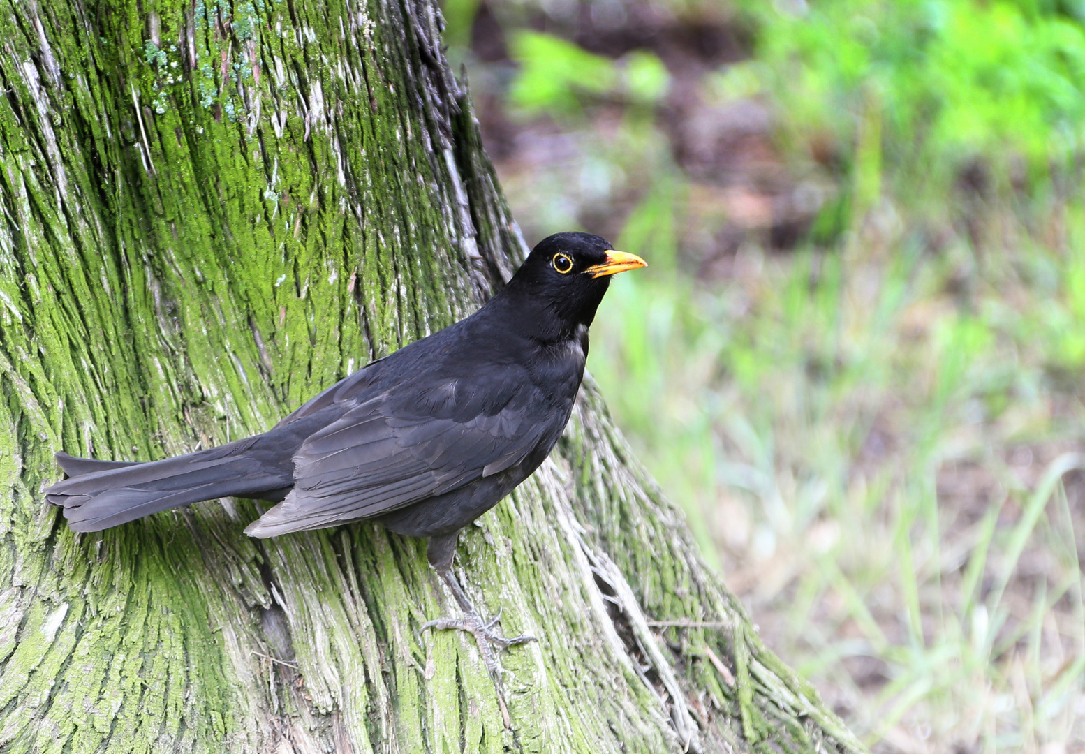 Amsel / Schwarzdrossel