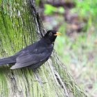 Amsel / Schwarzdrossel