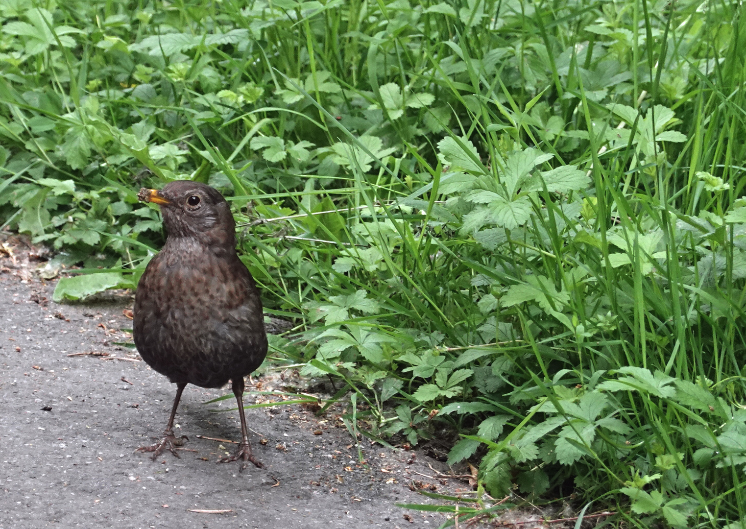 Amsel - Schwarzdrossel