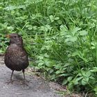 Amsel - Schwarzdrossel