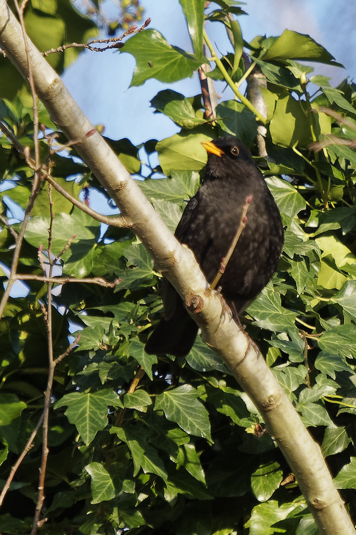 Amsel / Schwarzdrossel (Turdus merula)