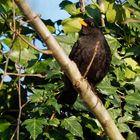 Amsel / Schwarzdrossel (Turdus merula)