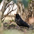 Amsel sei wachsam