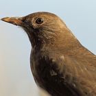 Amsel Seitenprofil-Porträt