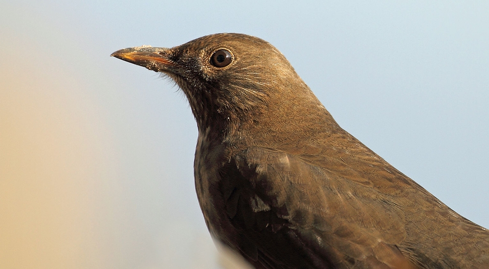 Amsel Seitenprofil-Porträt