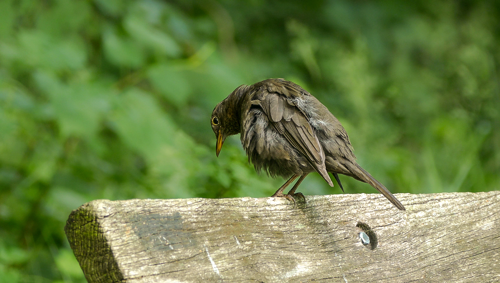 Amsel Shot