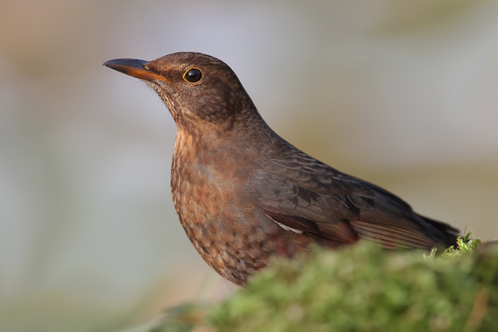 Amsel - Sie