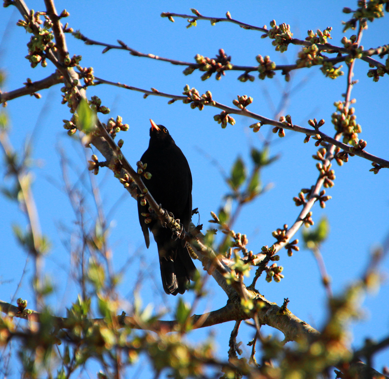 Amsel, sing!