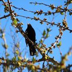 Amsel, sing!