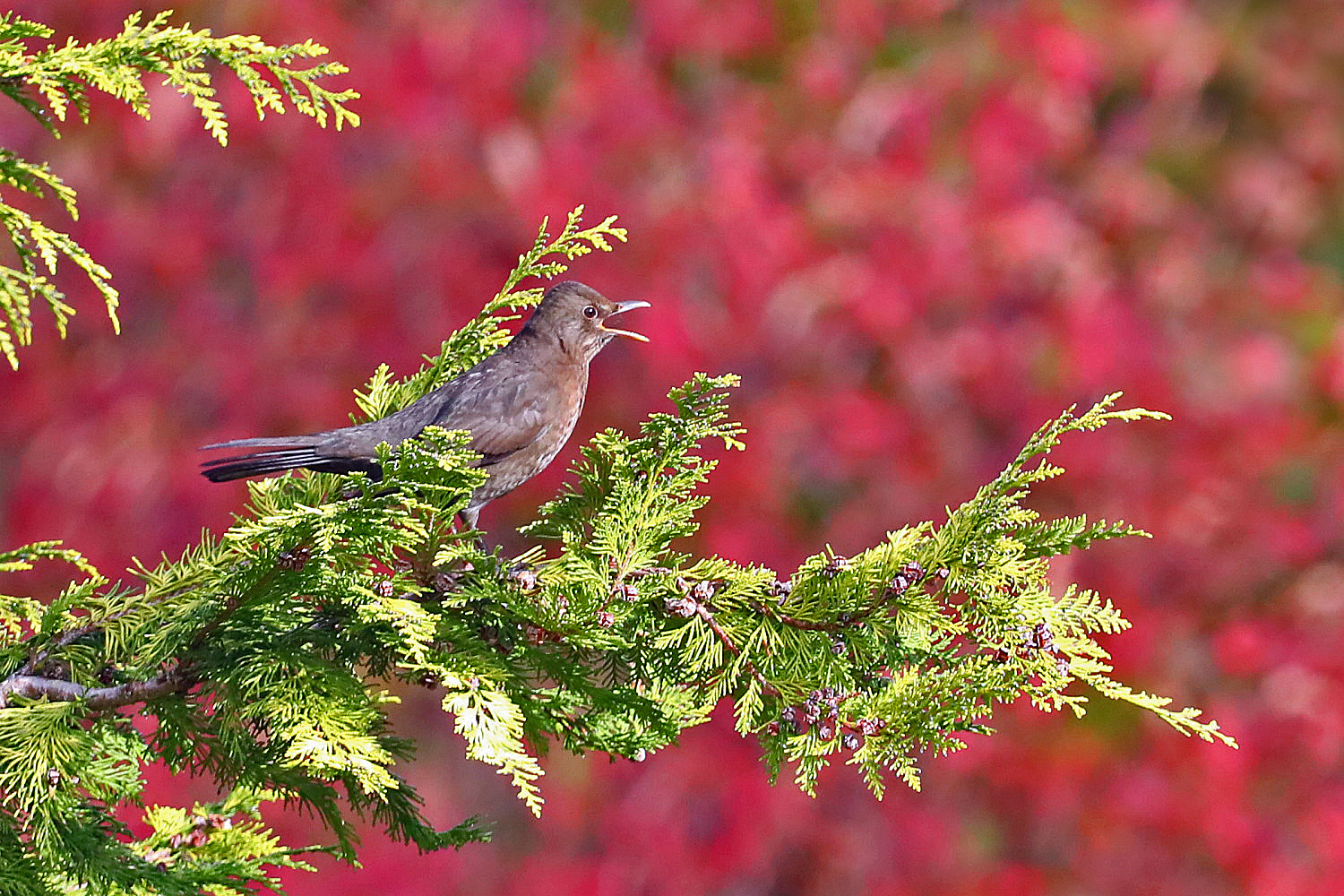 Amsel singt