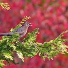 Amsel singt