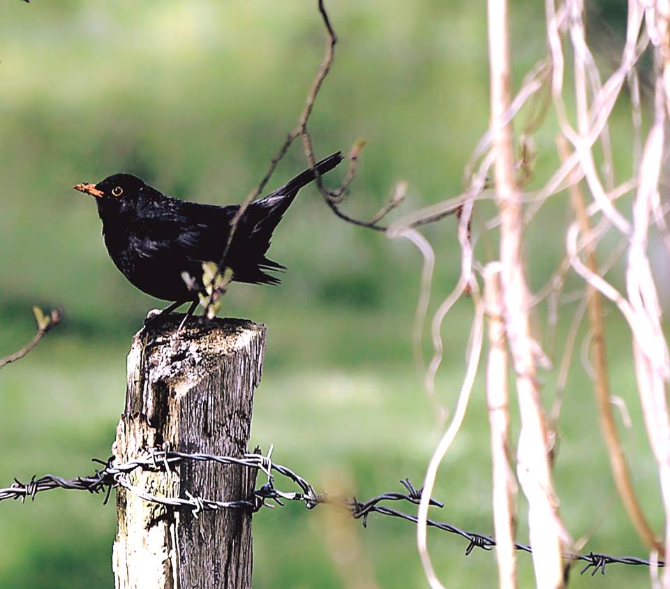 Amsel sitzt auf dem Weidenzaun 