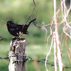 Amsel sitzt auf dem Weidenzaun 