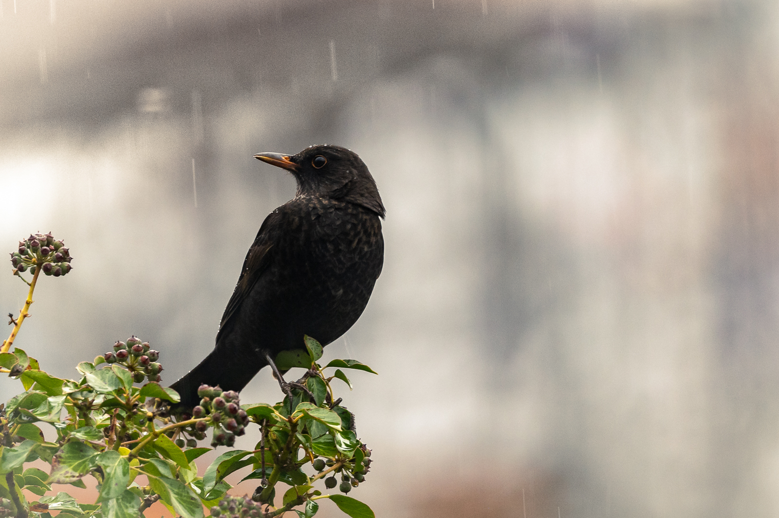 Amsel sitzt im Regen