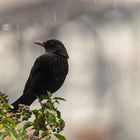 Amsel sitzt im Regen