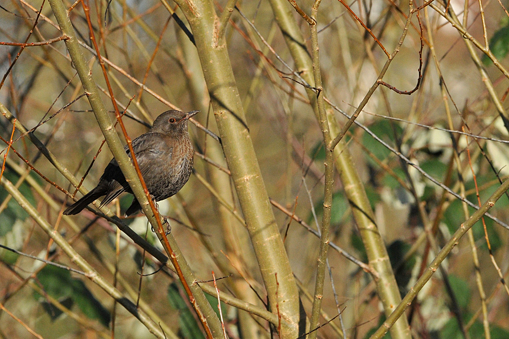 Amsel – Sonnenplatz vor der Rodaumündung