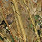 Amsel – Sonnenplatz vor der Rodaumündung