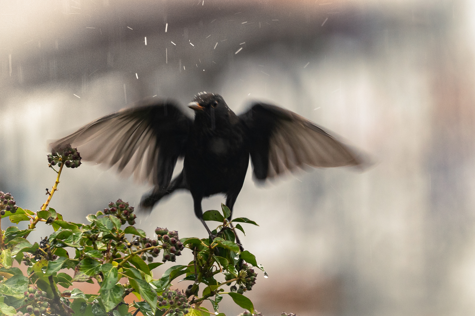 Amsel startet in den Regen