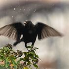 Amsel startet in den Regen