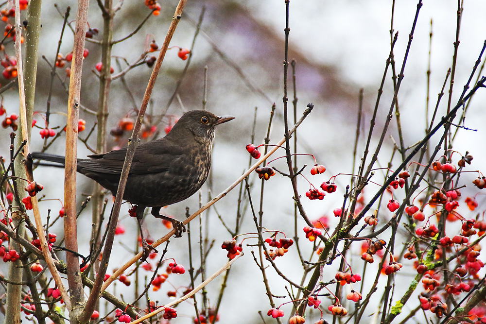 Amsel statt Eisvogel