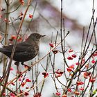 Amsel statt Eisvogel