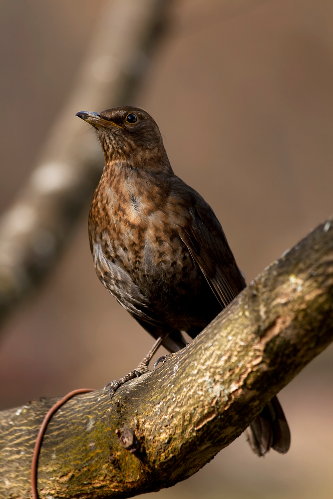 "Amsel - Statue"