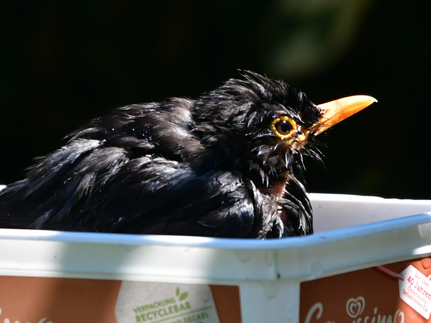 Amsel sucht Abkühlung