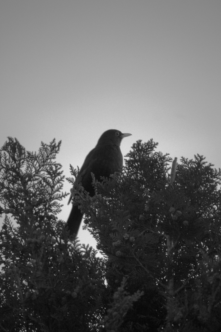 Amsel SW