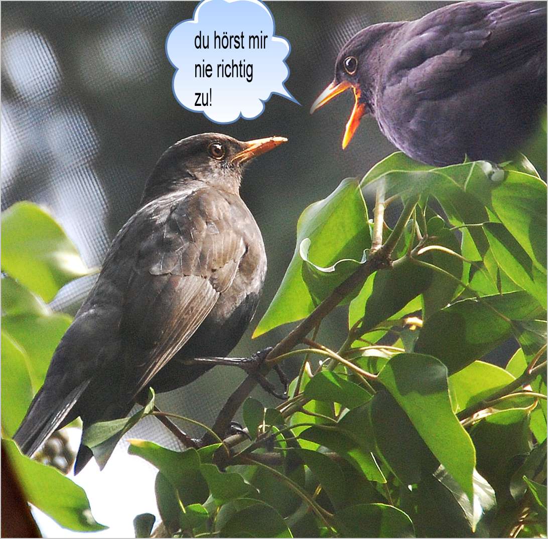 Amsel-Talk