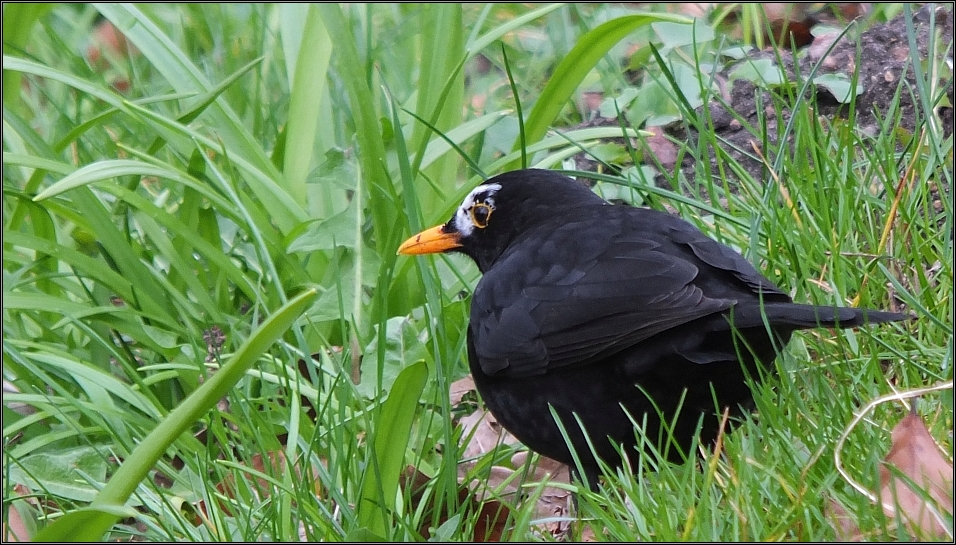 Amsel - teilalbinotisch