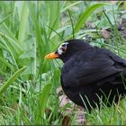 Amsel - teilalbinotisch